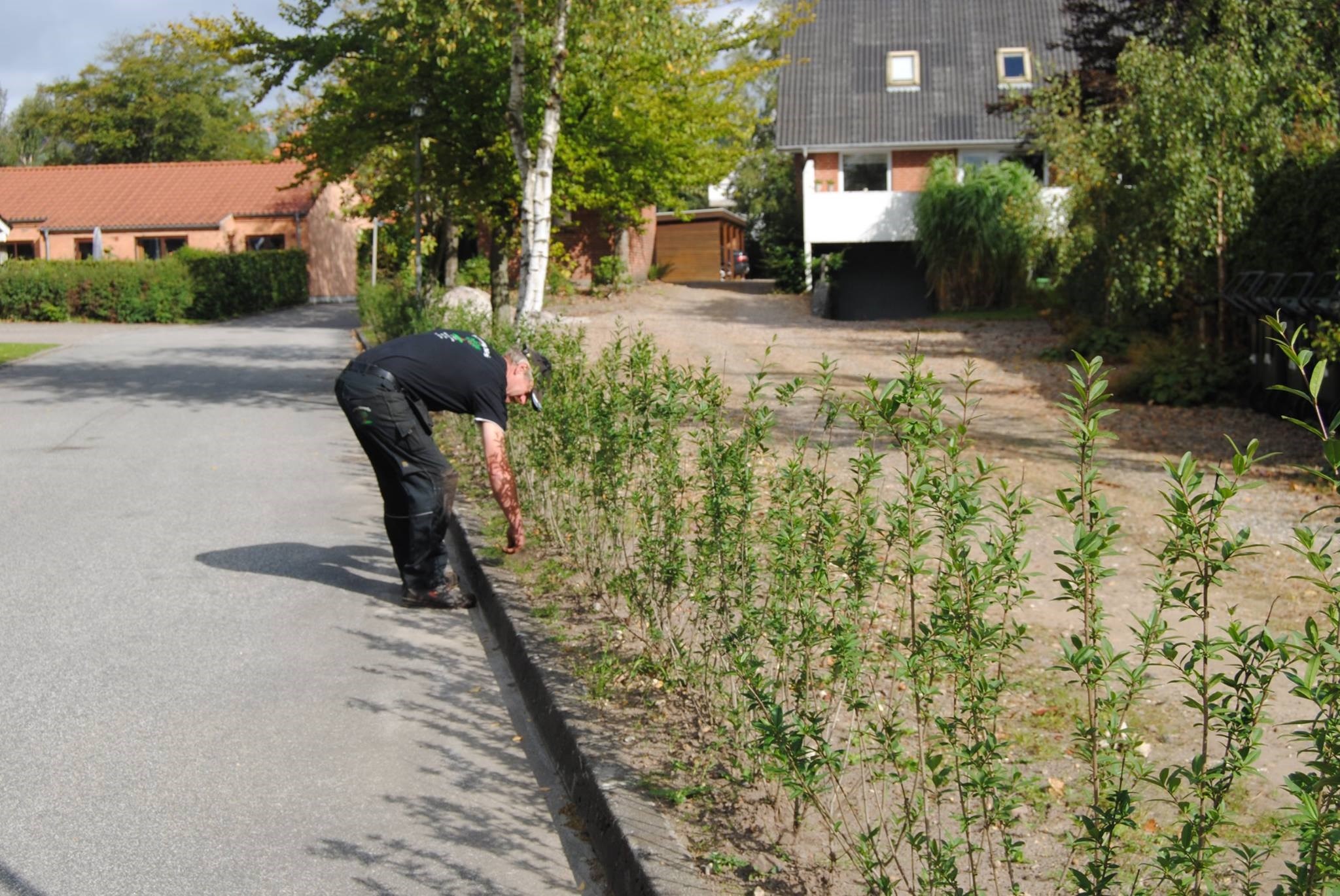 Leder du efter en som kan hjælpe dig med hækklipning? Lad vores erfarne medarbejder hjælpe dig i Brande, Ikast, Herning eller omegn. Ring til os i dag.